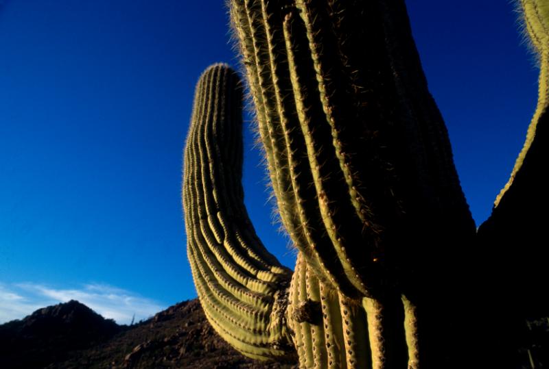 Arizona DUI, DWI, Criminal Defense, Commercial Trucking Violations, Employment, Domestic Partnerships